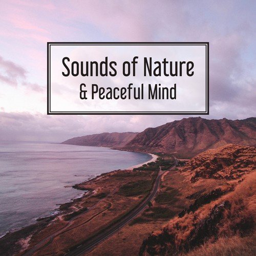 Sounds of Nature Relaxation