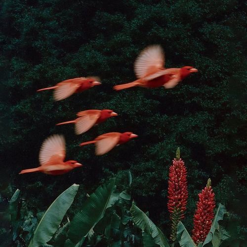 Amazonas Lofi