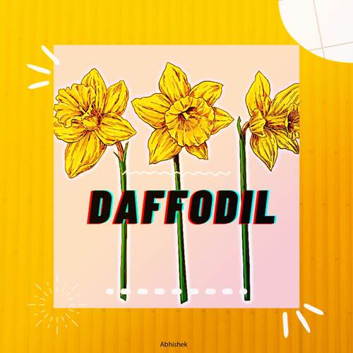 Daffodil