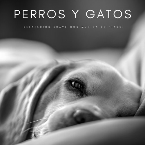 Piano para Dormir cover art