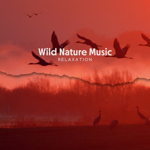 Exotic Birds Sounds cover art