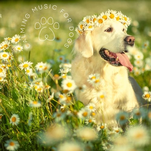 Calming Music for Dogs - Relieve Separation Anxiety and Stress Barking and Chewing_poster_image