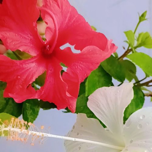 Meri jindagi ki raunak tu hai