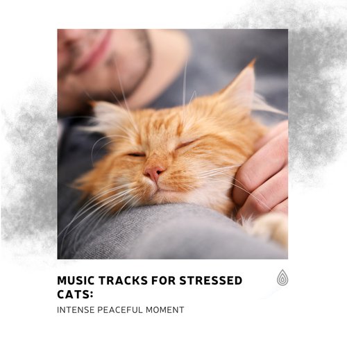 Music Tracks for Stressed Cats: Intense Peaceful Moment