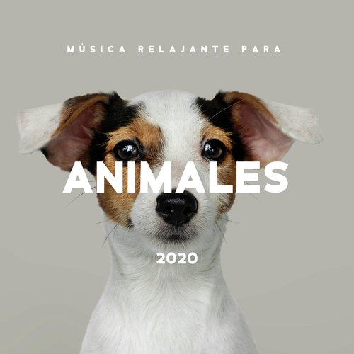 Ultimate Dog Relaxation cover art