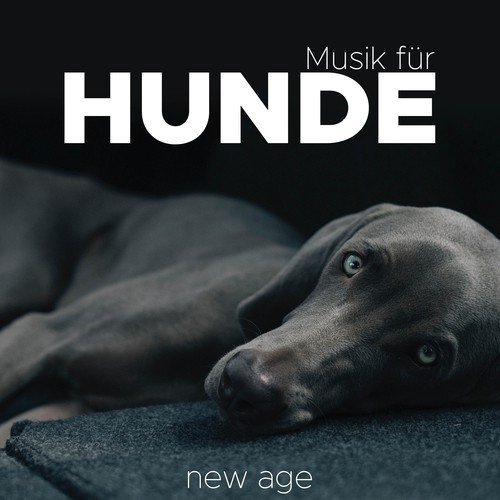 Musik für Hunde: Beruhigungsmusik. Die Beste Entspannende Musik