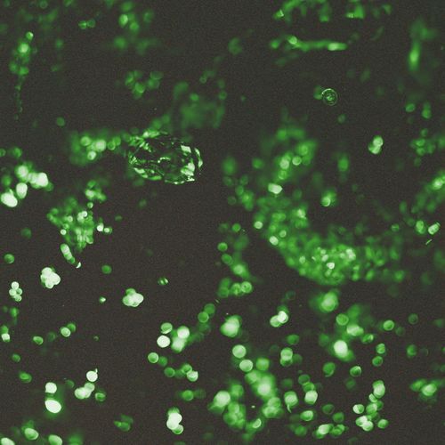 Decapilato (Rawdecks Remix) cover art