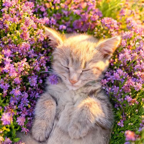 Serenidad Felina: Sonidos Reconfortantes Para La Calma De Gatos