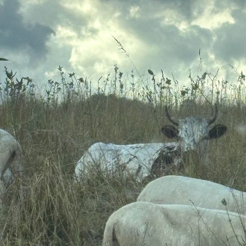 Cow Song cover art