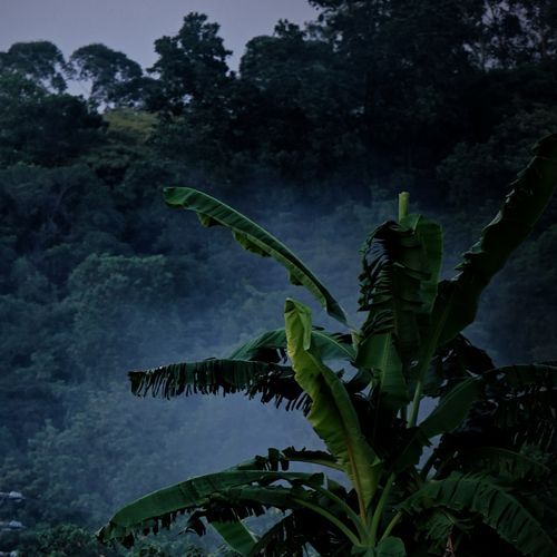 蛾眉月下茶 cover art