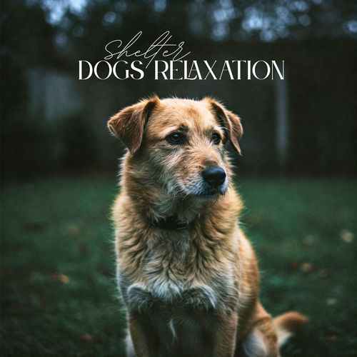 Sweet Dog Sleep cover art