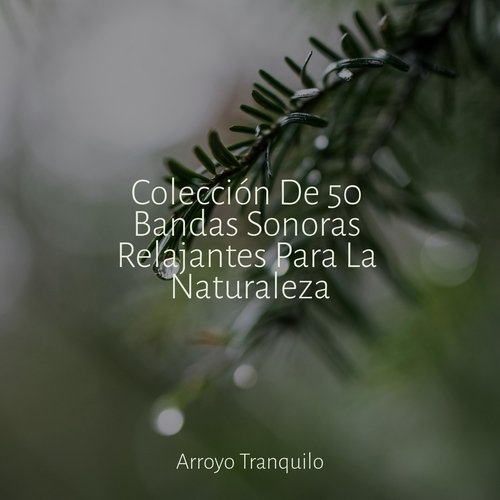 Colección De 50 Bandas Sonoras Relajantes Para La Naturaleza