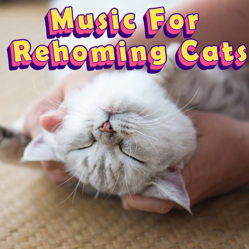 Separation Anxiety For Cats cover art