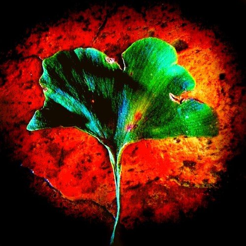 Halder Hangs His Head (1938) cover art