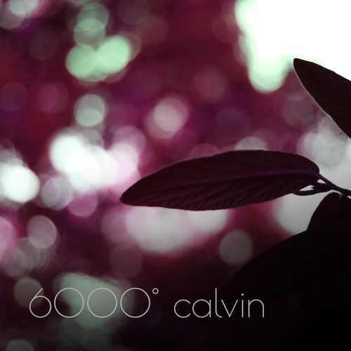 6000° calvin