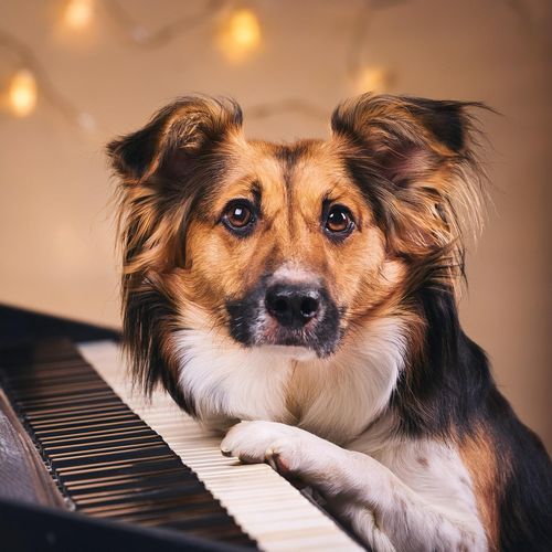 Quiet Canine Piano