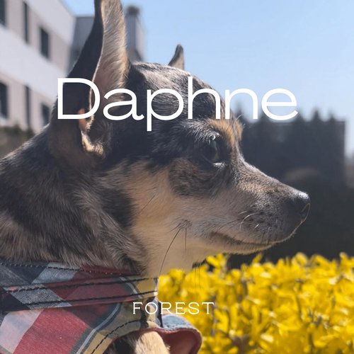 Daphne