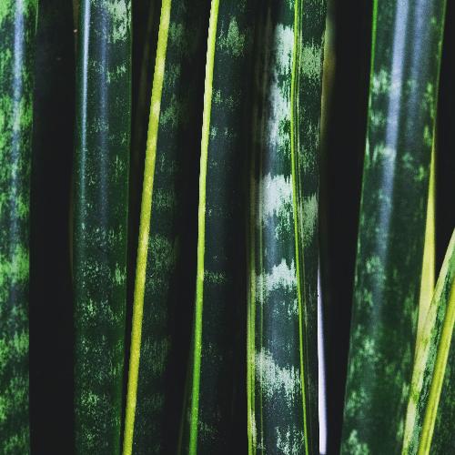 sansevieria