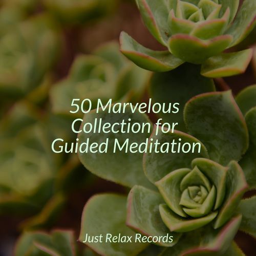 50 Marvelous Collection for Guided Meditation