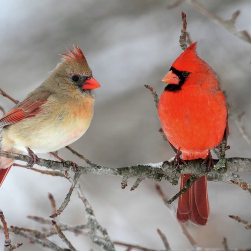 Birds in the Forest: Natural Birds Voices_poster_image