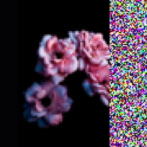 flowers are withering