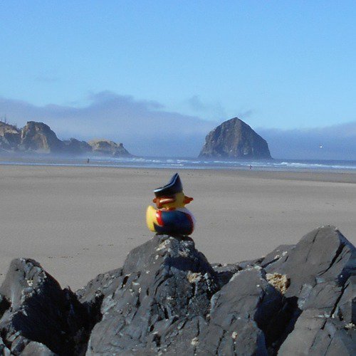 Duck on a Rock