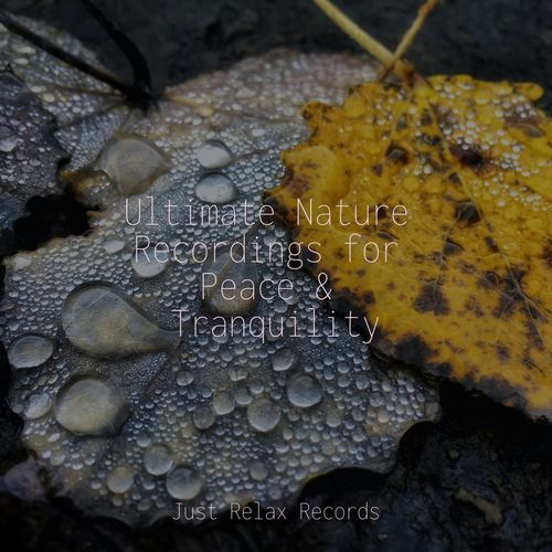 Ultimate Nature Recordings for Peace & Tranquility_poster_image