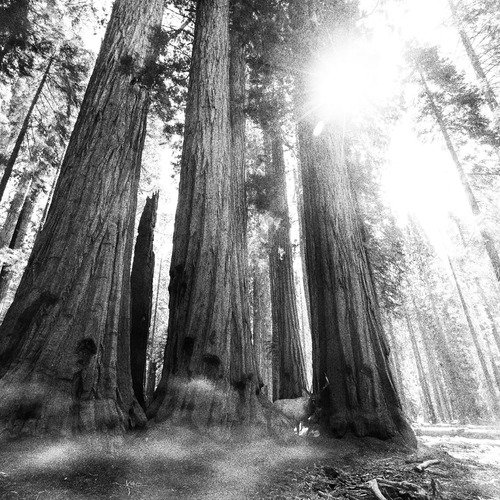 The Redwoods