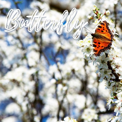 Butterfly_poster_image