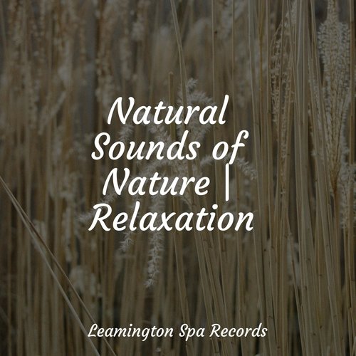 Natural Sounds of Nature | Relaxation