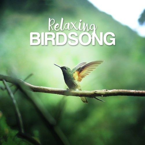 Relaxing Birdsong