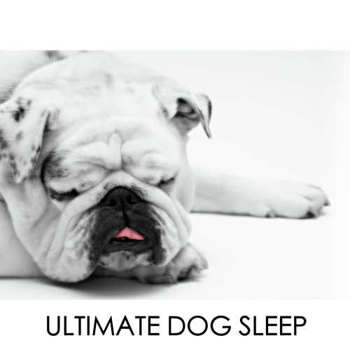 Calming Dog Sleep cover art