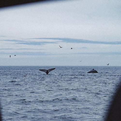 Whales cover art