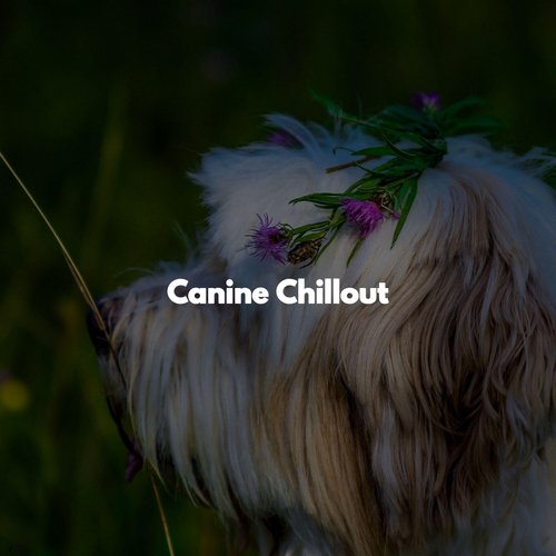 Canine Chillout_poster_image