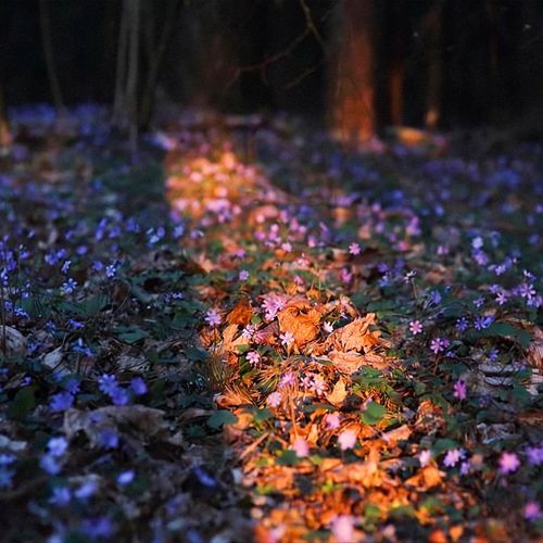 Eternal Bliss
