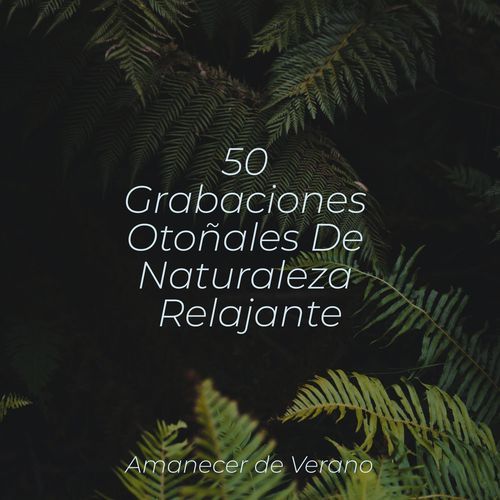 50 Grabaciones Otoñales De Naturaleza Relajante