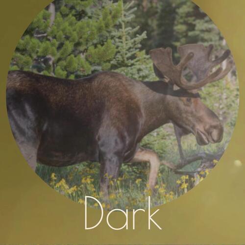 Mitchell cover art