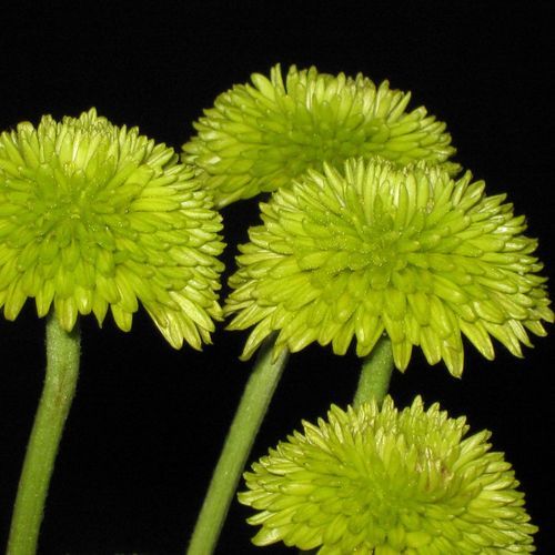 Groovy Thing Called Love