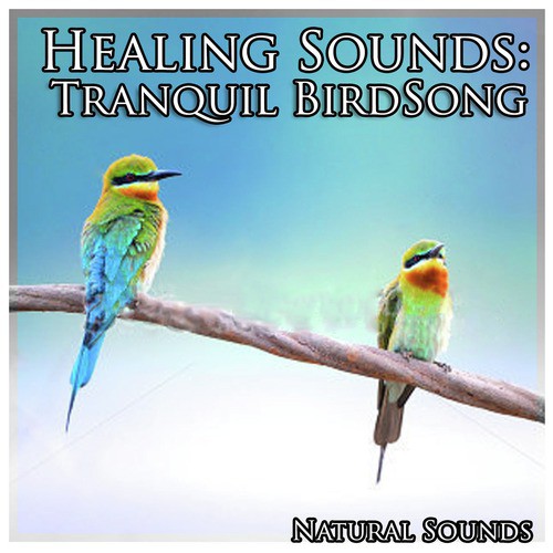 Healing Sounds: Tranquil Birdsong