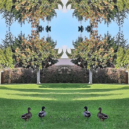 Oystercatcher cover art
