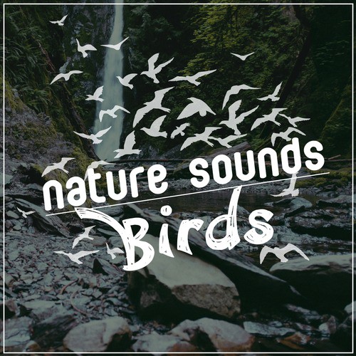 Nature Sounds: Birds