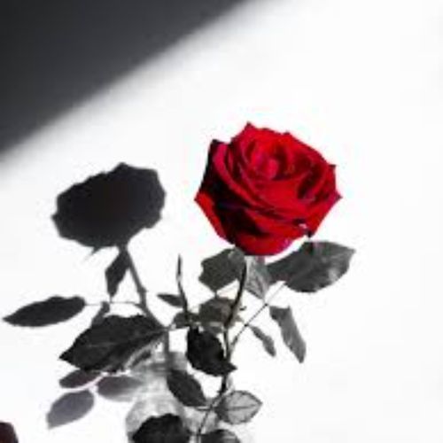 Red Rose
