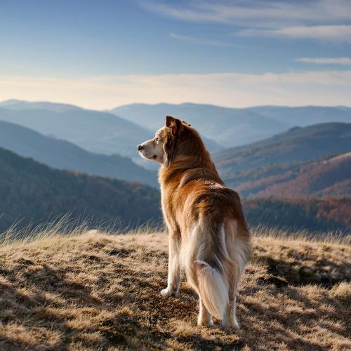 Reposapiés Relajante Para Mascotas Con Guitarra