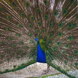 The Salvation Retreat