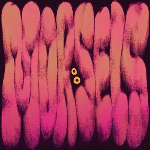 Lab Rat cover art