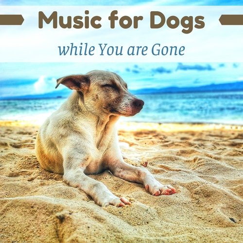 Music to Improve Your Dog's Mood