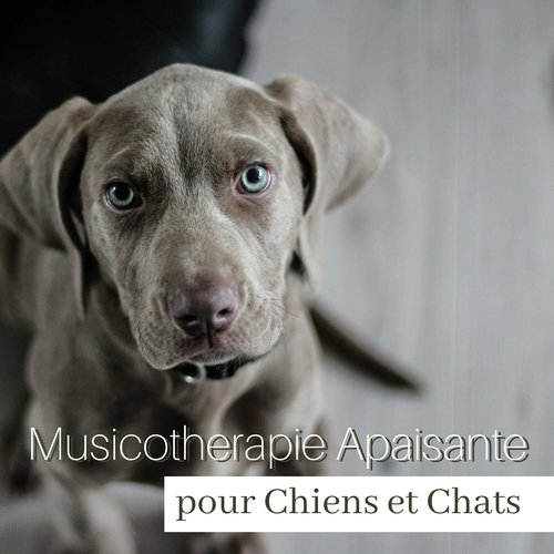 Musicotherapie Apaisante pour Chiens et Chats - Sons pour les animaux de compagnie très agités qui s'endorment difficilement_poster_image