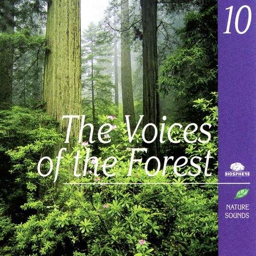 The Voices Of The Forest (Les Voix De La Forêt)_poster_image