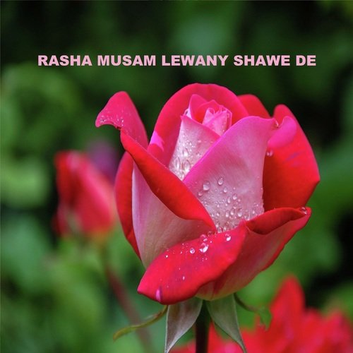 Rasha Musam Lewany Shawe De