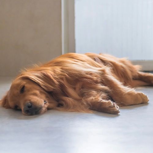 Gentle Music for Dogs' Peace cover art